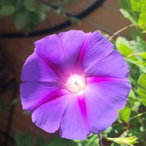 Ipomoea purpurea Bloem