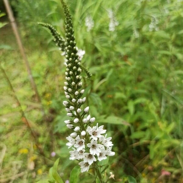 Lysimachia clethroides Flower