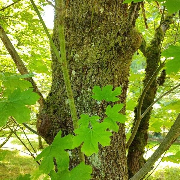 Acer macrophyllum Bark