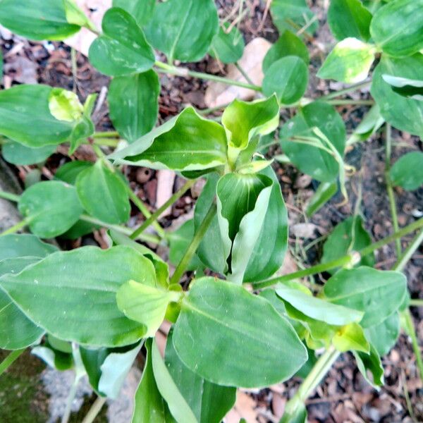 Commelina benghalensis 叶