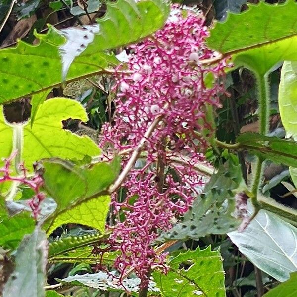 Urera baccifera Blüte