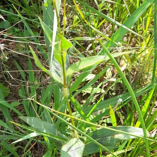 Persicaria hispida Costuma