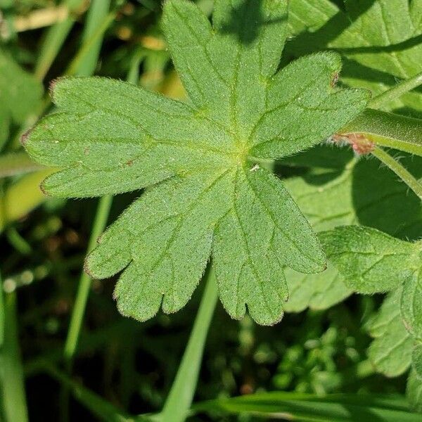 Geranium pyrenaicum Leaf