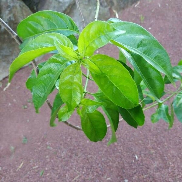 Mussaenda arcuata Leaf