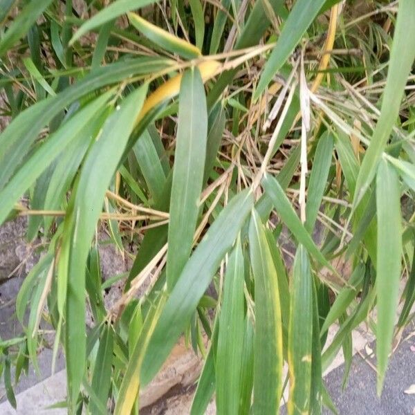 Pseudosasa japonica Leaf