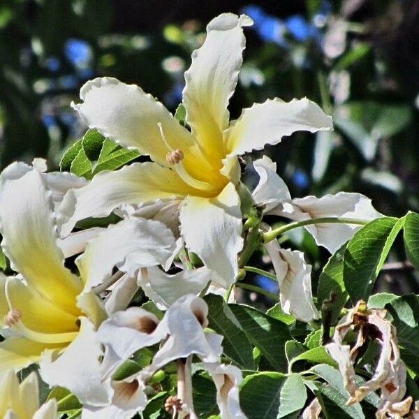 Ceiba insignis Λουλούδι