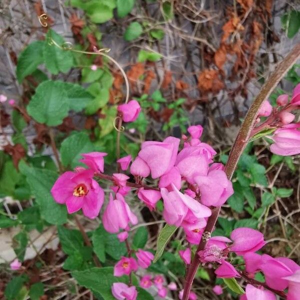 Antigonon leptopus പുഷ്പം