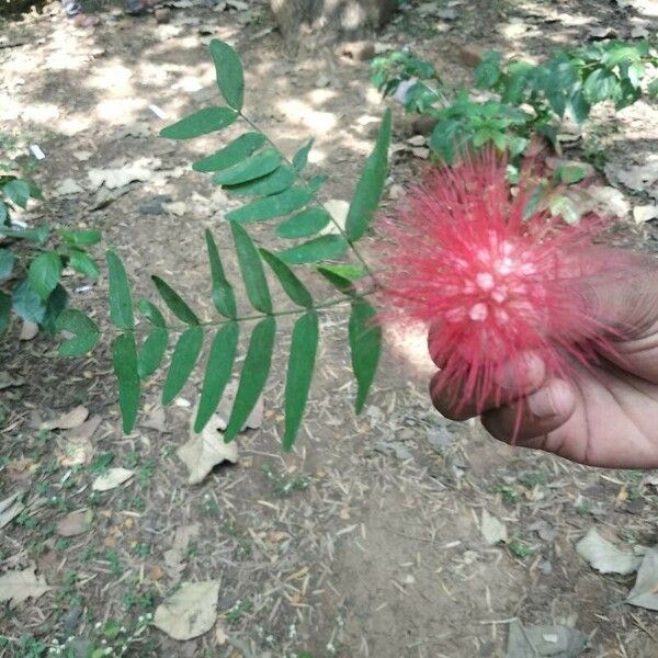 Calliandra haematocephala Flower