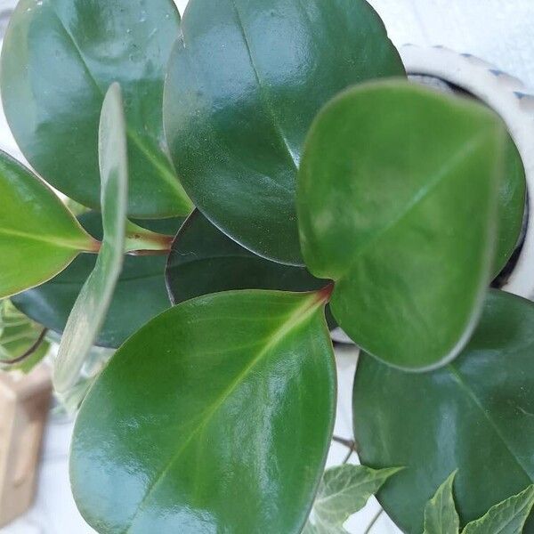 Peperomia magnoliifolia Leaf