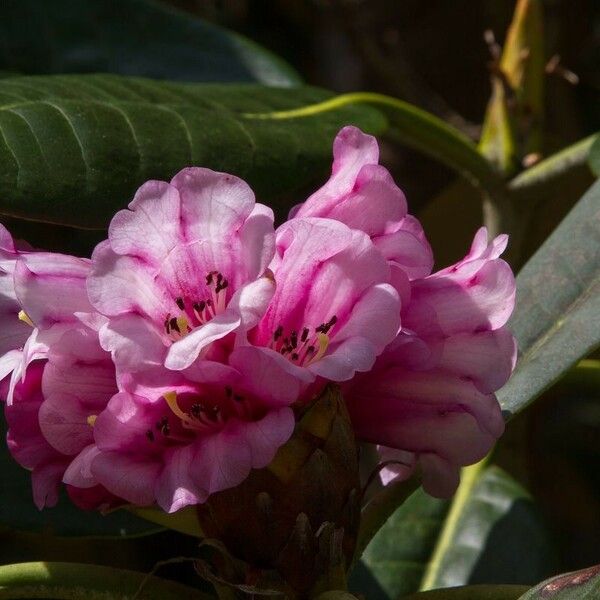 Rhododendron hodgsonii Kwiat