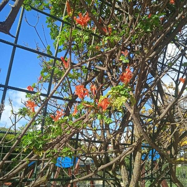 Tecomaria capensis Blüte