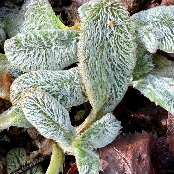 Stachys germanica पत्ता