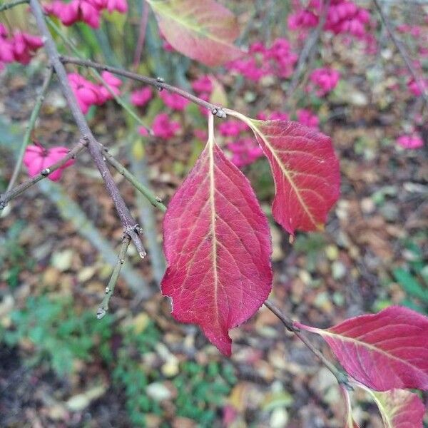 Euonymus europaeus Φύλλο