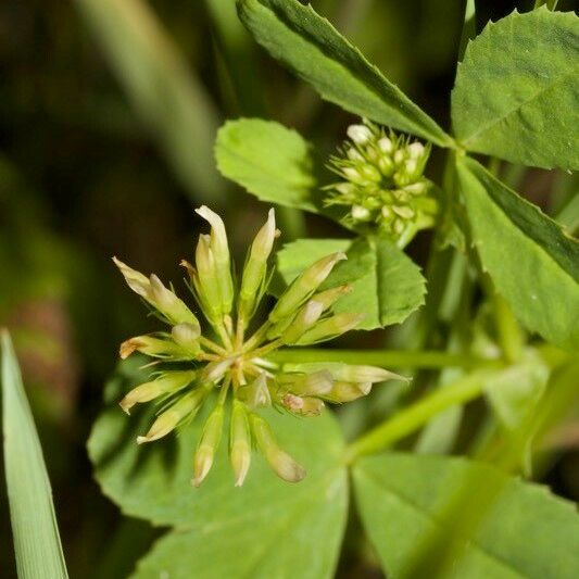 Trifolium michelianum その他の提案