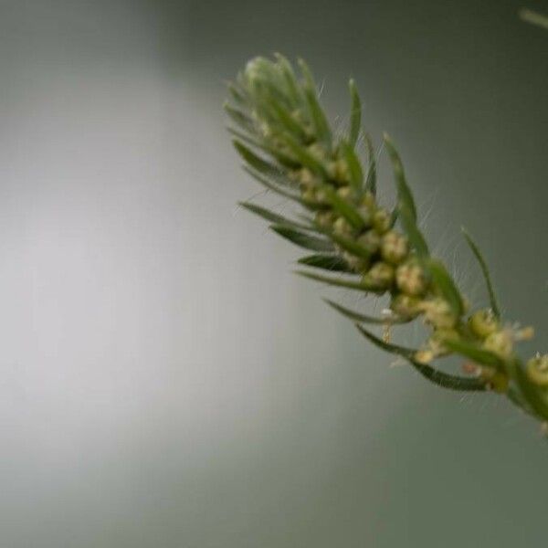 Artemisia biennis Fruit