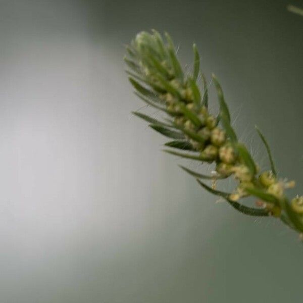 Artemisia biennis Ffrwyth