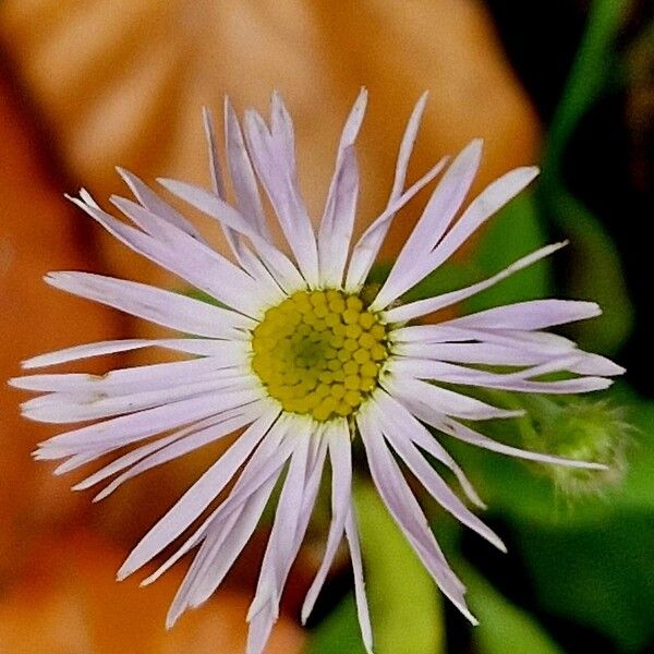 Erigeron karvinskianus 花