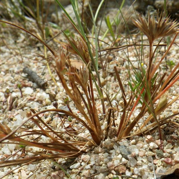 Juncus hybridus অভ্যাস