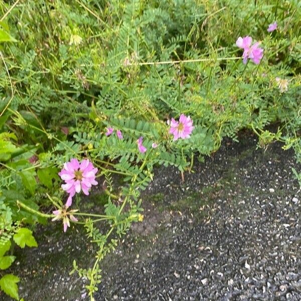 Coronilla varia Цветок