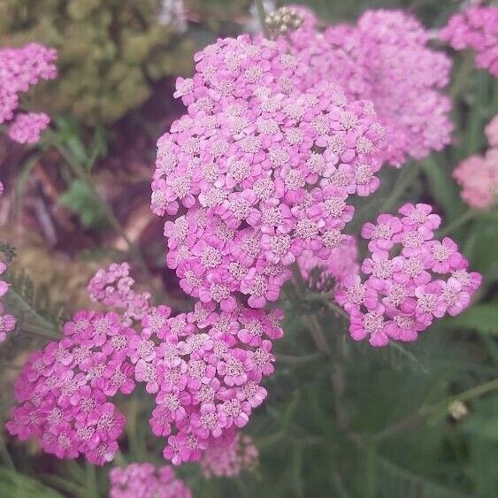 Achillea distans Blomma