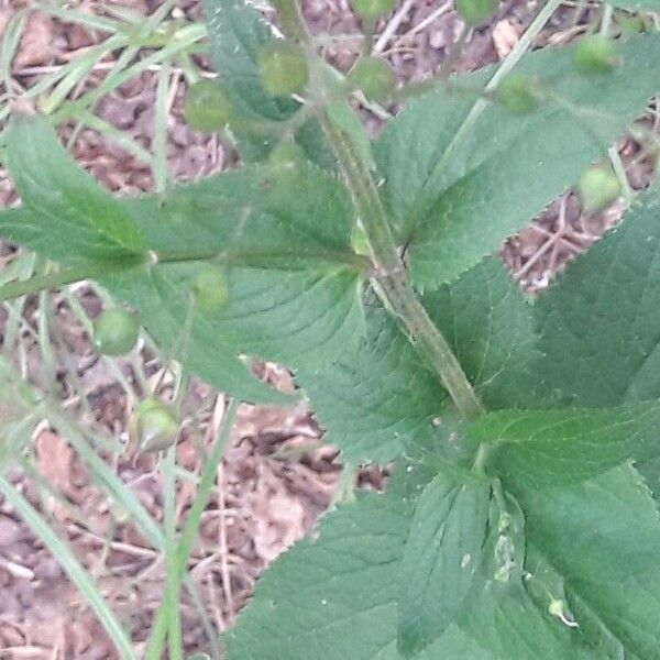 Scrophularia nodosa Fuelha