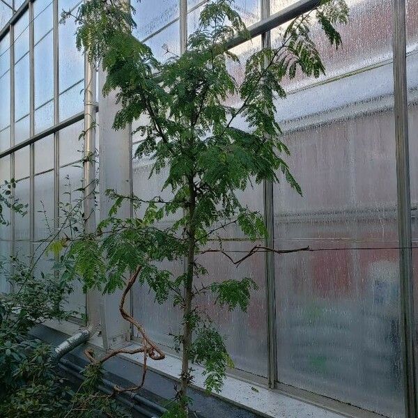 Vachellia collinsii Habitus