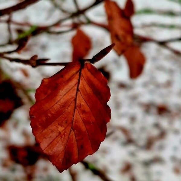 Fagus sylvatica ഇല