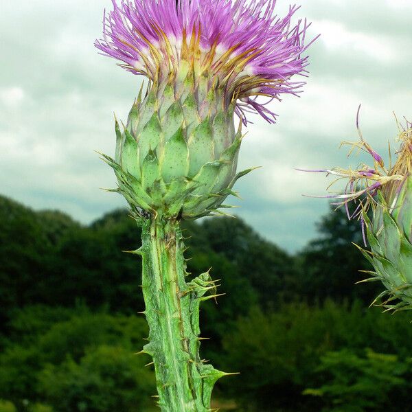 Cynara cardunculus 花