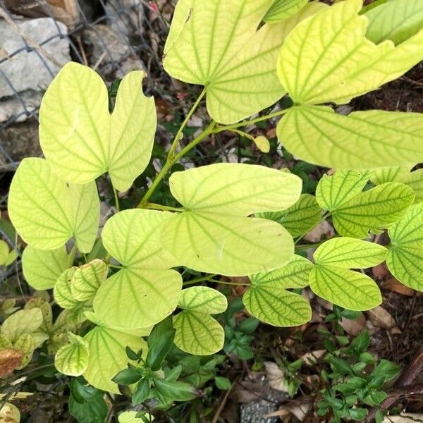 Bauhinia monandra Листок