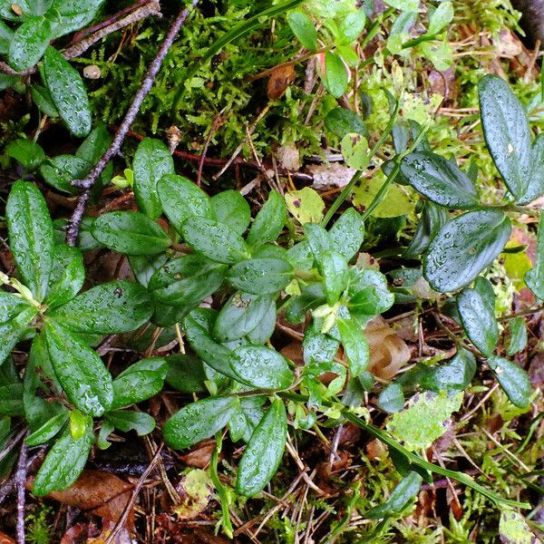 Vaccinium vitis-idaea Habit