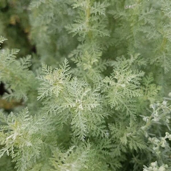 Artemisia pontica Leaf