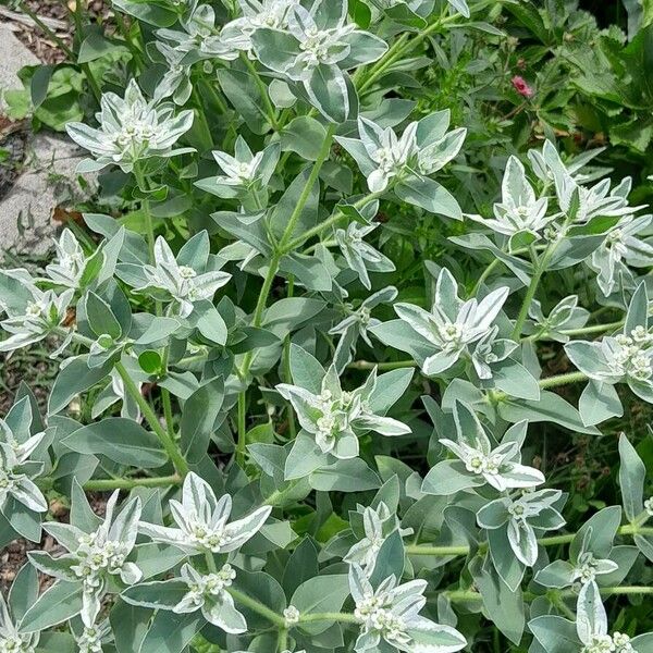 Euphorbia marginata Hábito