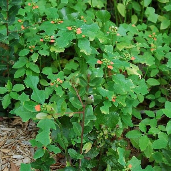 Euphorbia heterophylla Flor