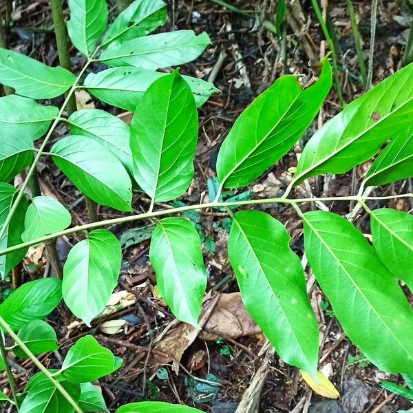 Pseudospondias longifolia Φύλλο