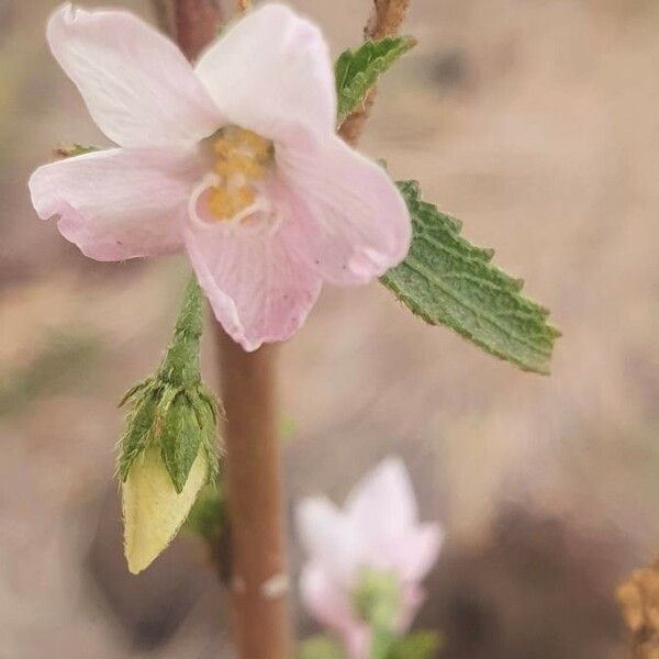 Hibiscus micranthus Цвят