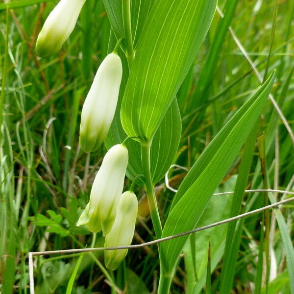 Polygonatum odoratum Blomst