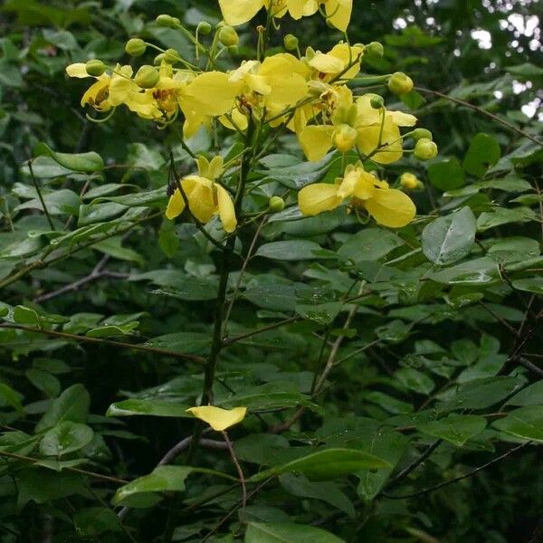 Cassia afrofistula Kora