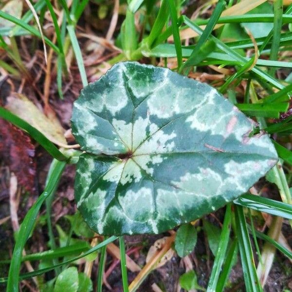 Cyclamen hederifolium Liść