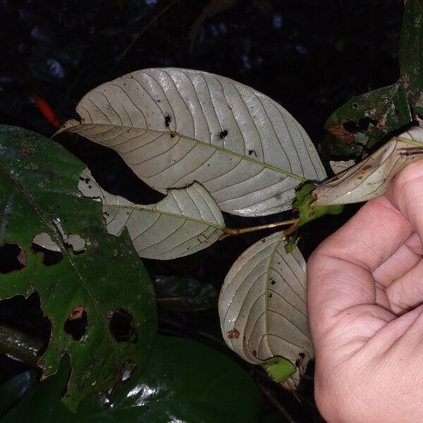 Couepia guianensis Lehti