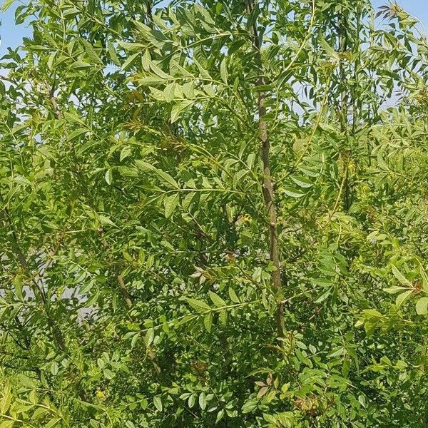 Fraxinus excelsior Συνήθη χαρακτηριστικά