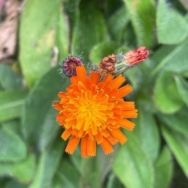 Pilosella aurantiaca Flor