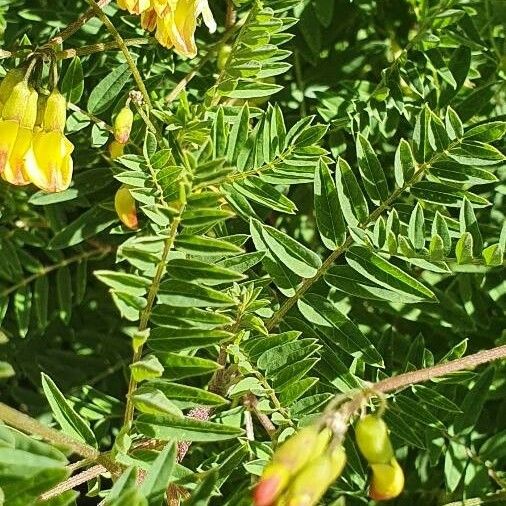 Astragalus penduliflorus Leaf