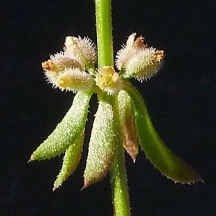 Galium verticillatum Muu