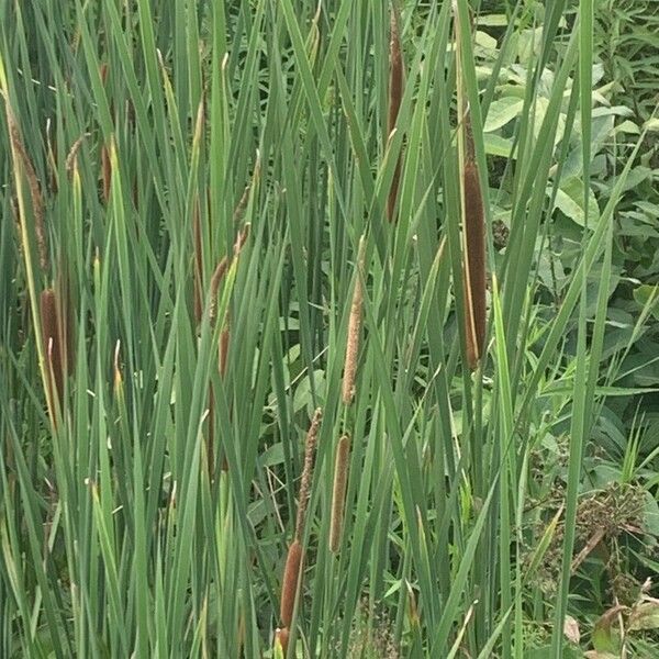 Typha × glauca Leaf