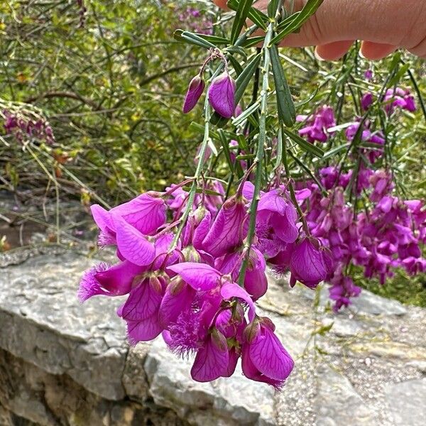 Polygala virgata 花