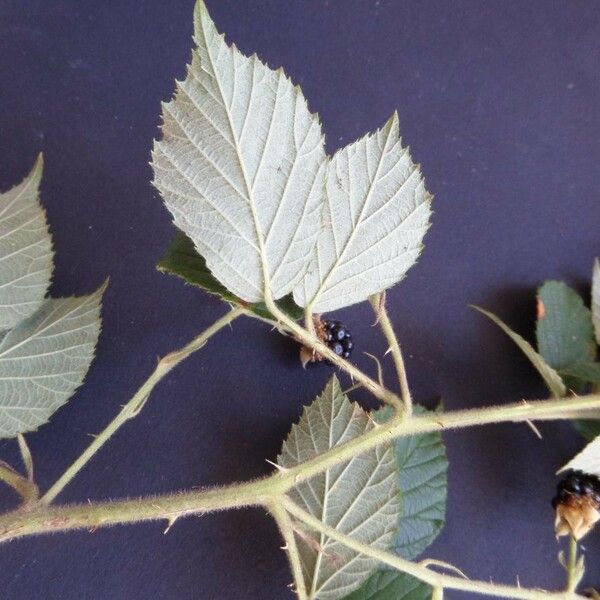 Rubus koehleri Ліст