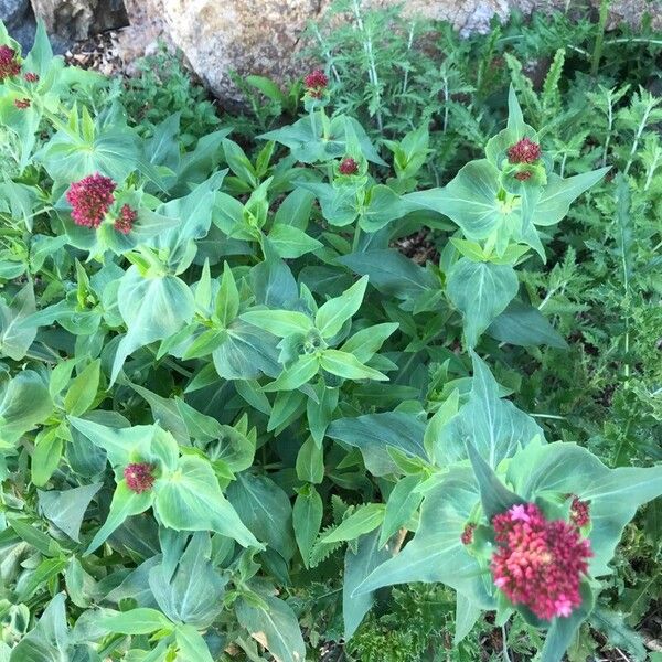 Valeriana rubra ফুল