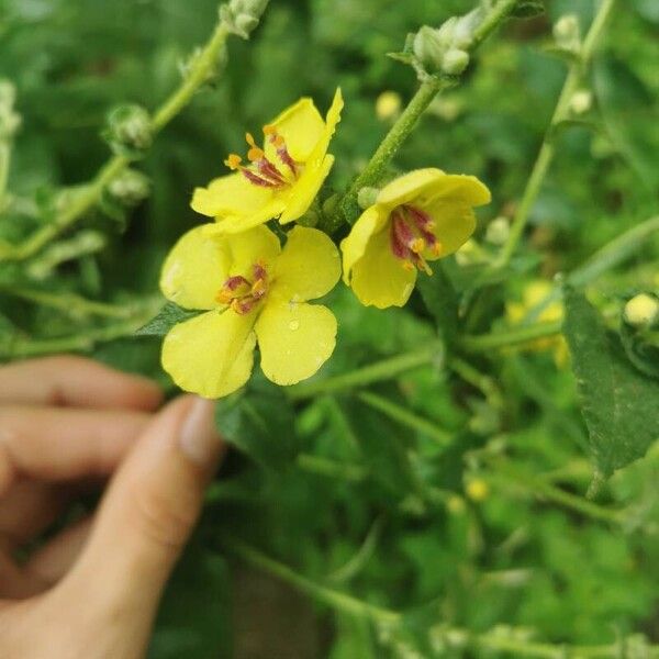 Verbascum sinuatum Blomst