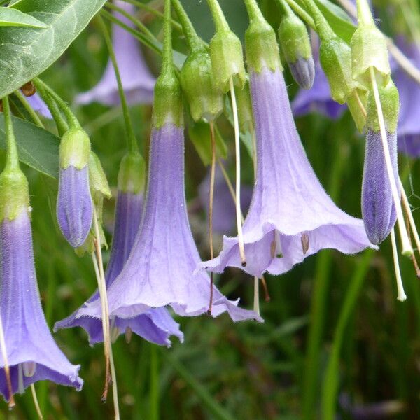 Eriolarynx australis Flower