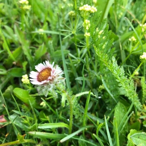 Erigeron uniflorus عادت داشتن